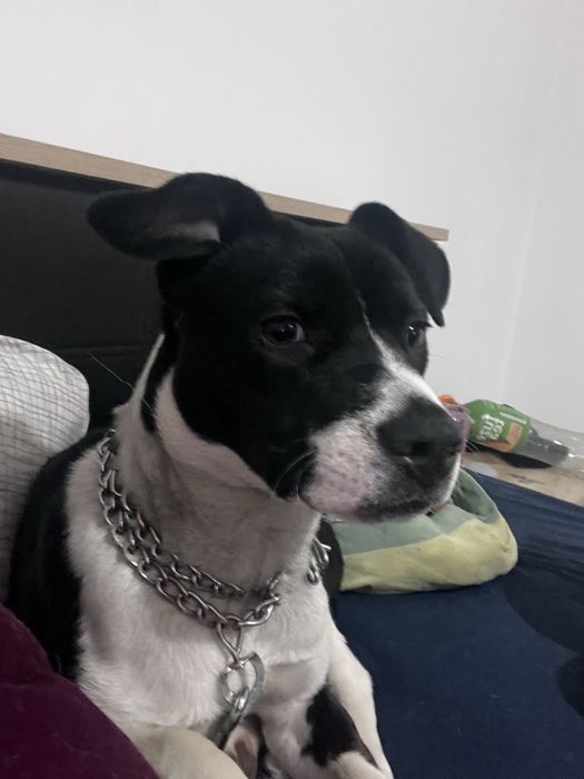 Catelusa spre adoptie responsabila