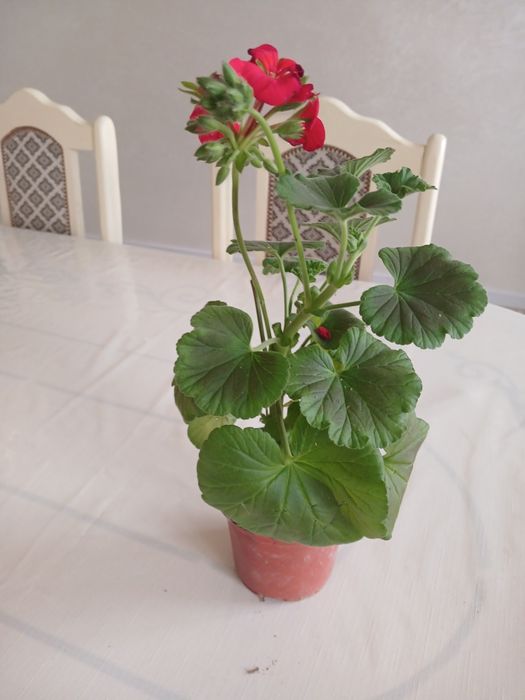 Пеларгония сатылымда.