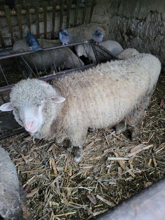 Vand berbec crescut acasa