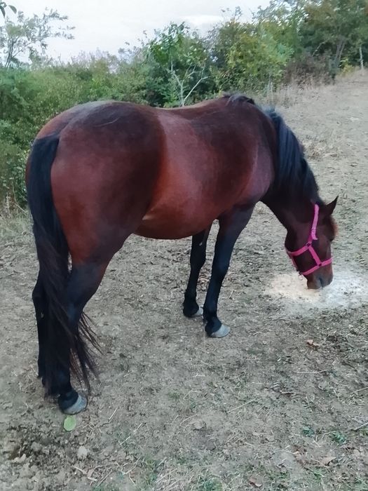 Vând mânză de 2ani foarte blândă