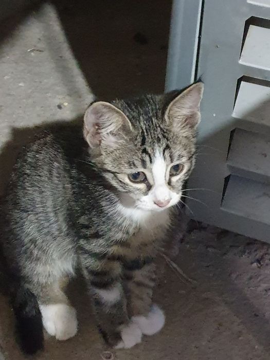Котёнок,  девочка, 2 месяца, красотка, отдадим в добрые,заботливые рук