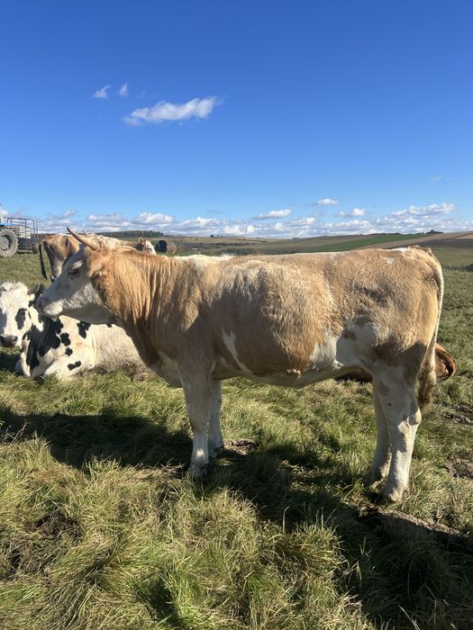 vand juninci la prima fatare