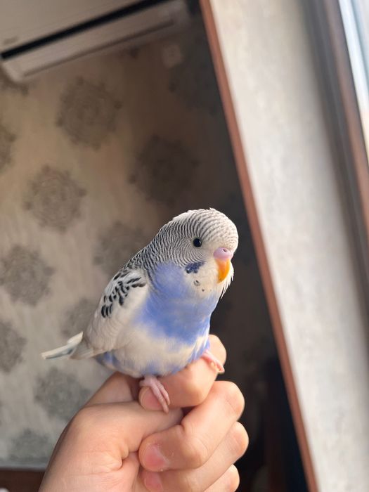 Valnistiy papugay Totiqush Волнистый чех подчех