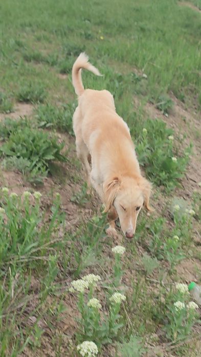 Тазы еркек быр жасар