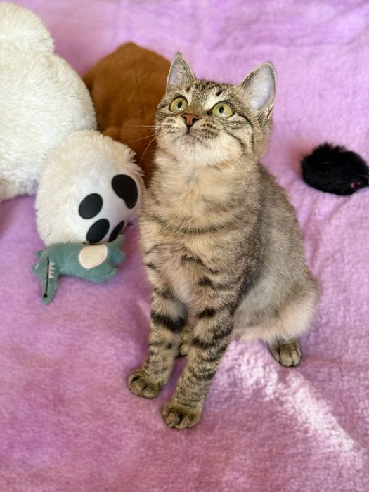 Котенок в добрые руки