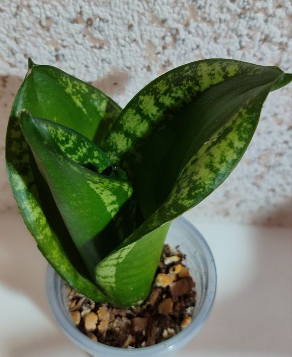 Сансивьерии разных сортов