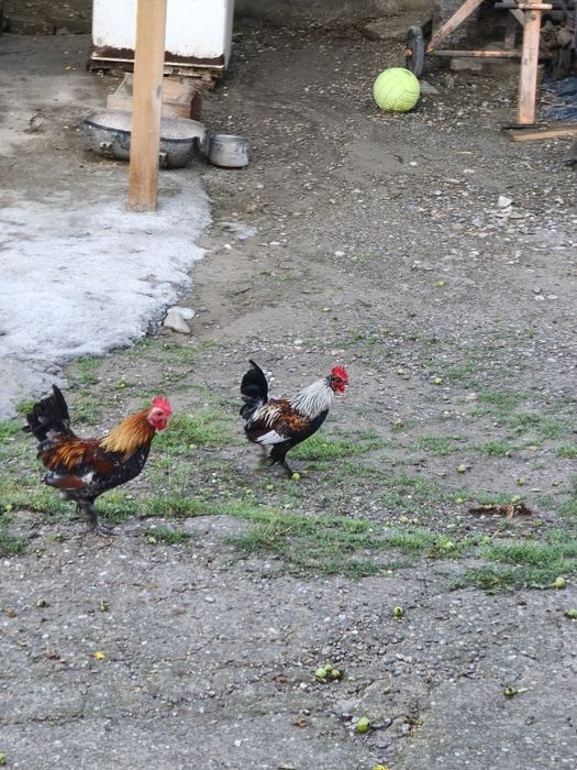 Vând cocoși americani