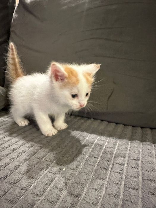 Puiuti de pisicuta de dat spre adoptie