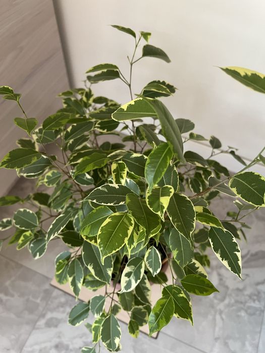 Фикус бенжамина