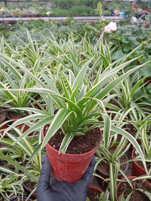 Продаются цветы-подарки для женщин к 8 марта. Большой ассортимент