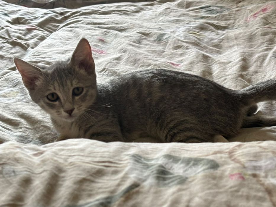 Отдам котёнка в добрые руки
