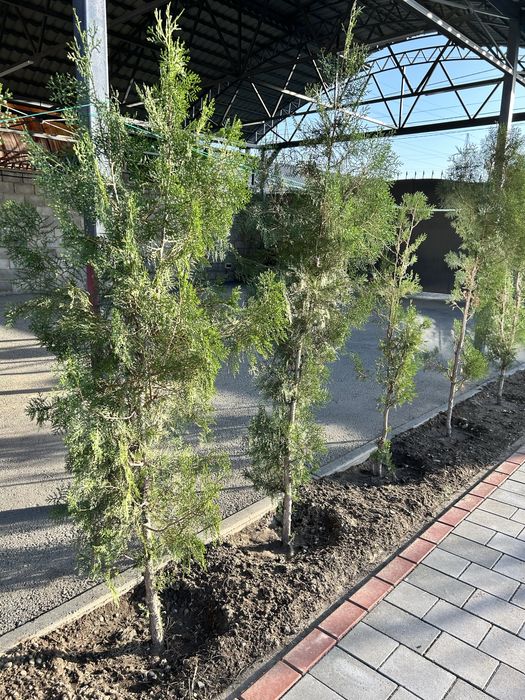 Туи Брабант! Туи Брабант! Туи Брабант!