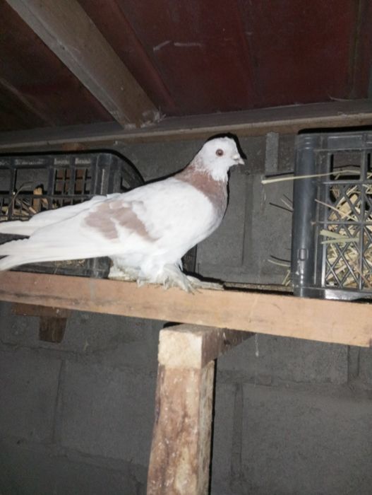 Продам пару тасманов и сиреневый самец