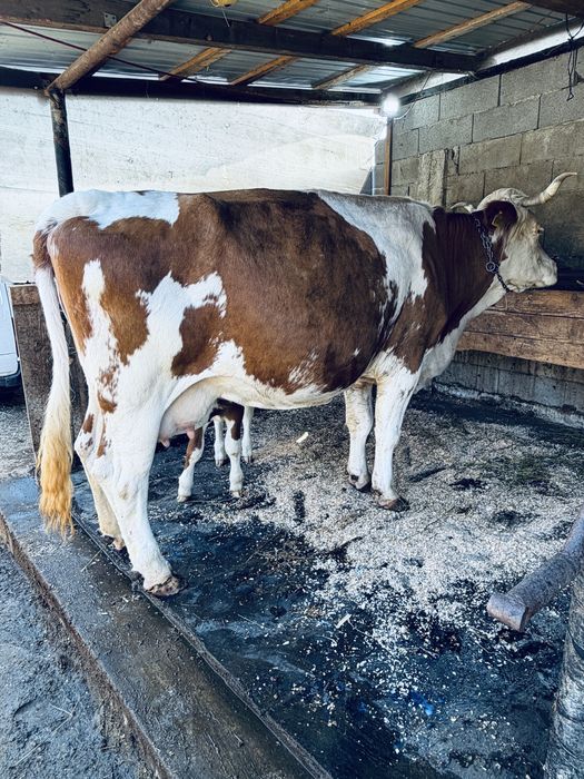 Vaca baltata cu vitel