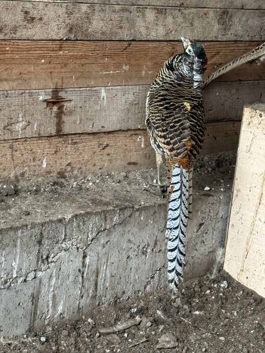 Продам Алмазный фазан