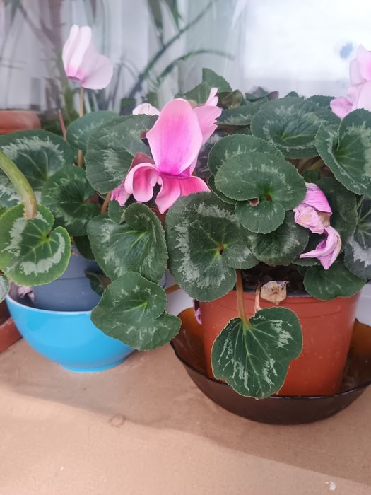 Aparat Foto Digital Nikon Coolpix L11 – 6.0 MP – Aspect Vintage / Cole