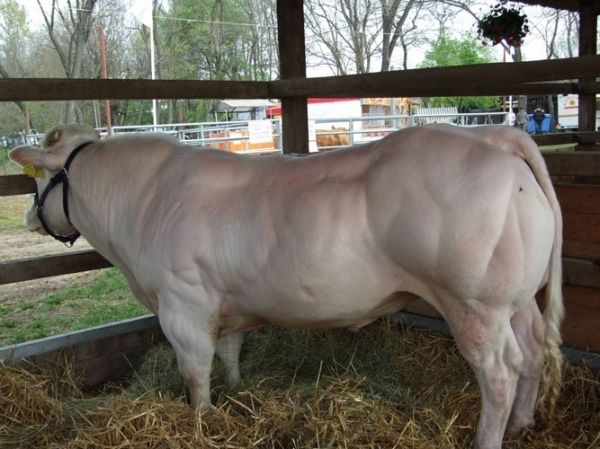 Furaje pentru vitei , miei , p0rci