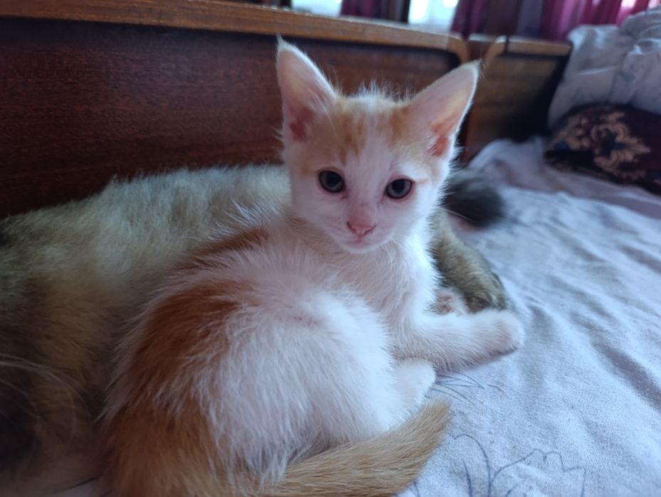 котенок (девочка) в добрые руки