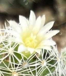 Продам. Кактус Маммиллярия.