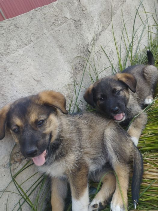 Отдам щенков в добрые руки
