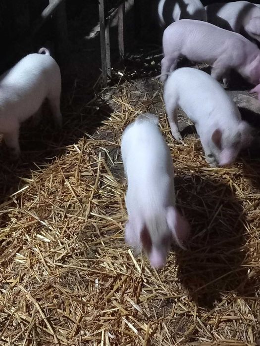 Прасета           .