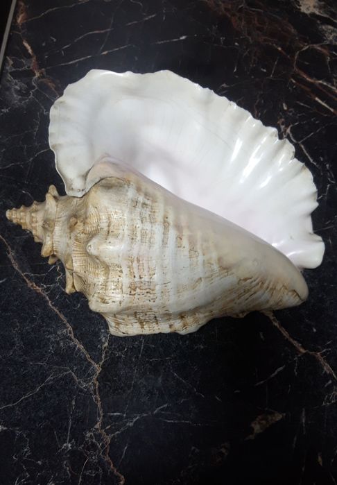 Продам ракушку Куба