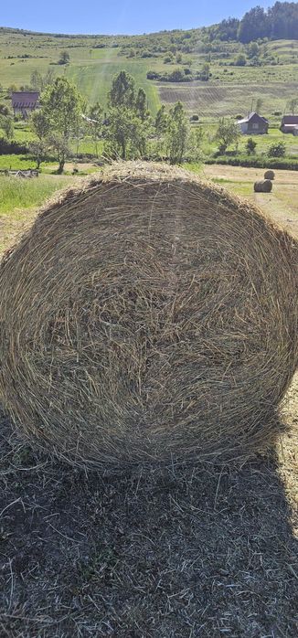 Vând BALOȚI LUCERNĂ