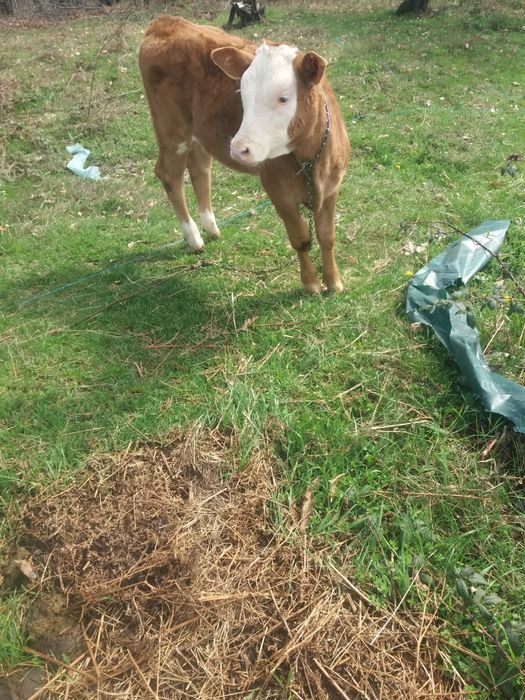 Vitea băltata de ruda