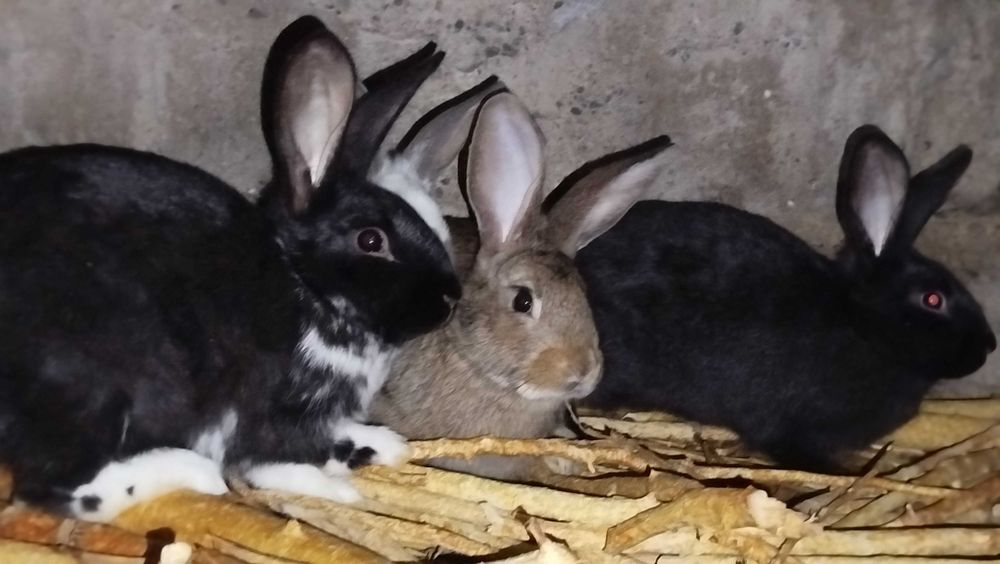 Quyonlar kichik yoshda bor.