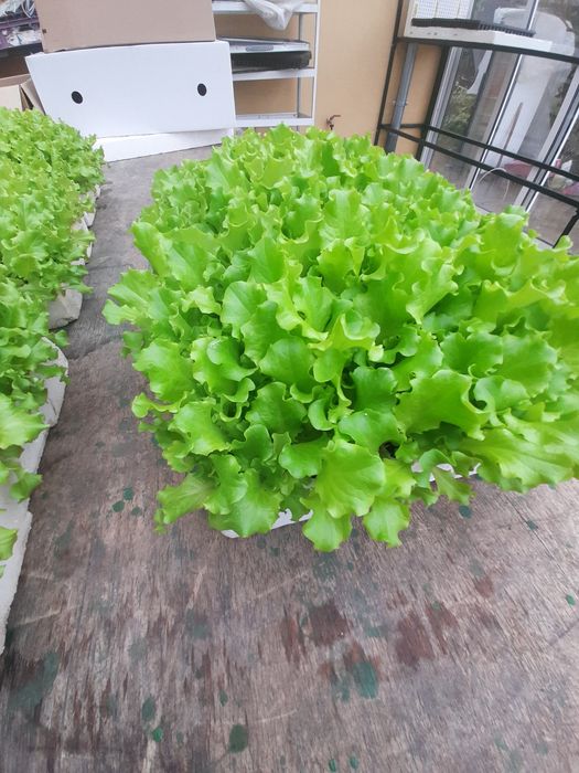 Разсад салати Фънфикс