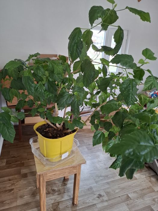Продам Гибискус Китайская Роза!