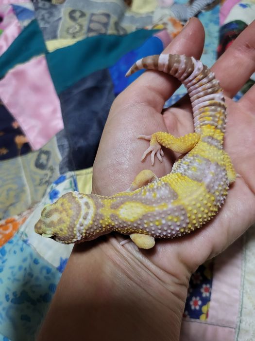 Эублефар морфы Tremper Albino