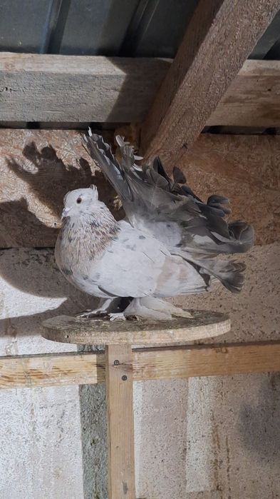 INDIENI Voltati indieni