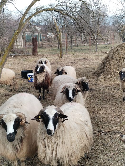 Noatine, caută alt stăpân.