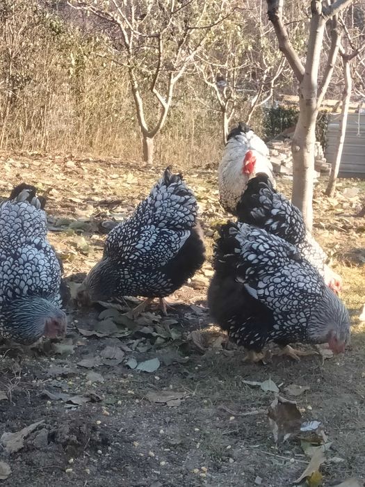 Oua pentru incubat wyandotte argintiu si portelan