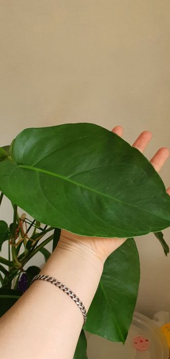 Монстера делициоза