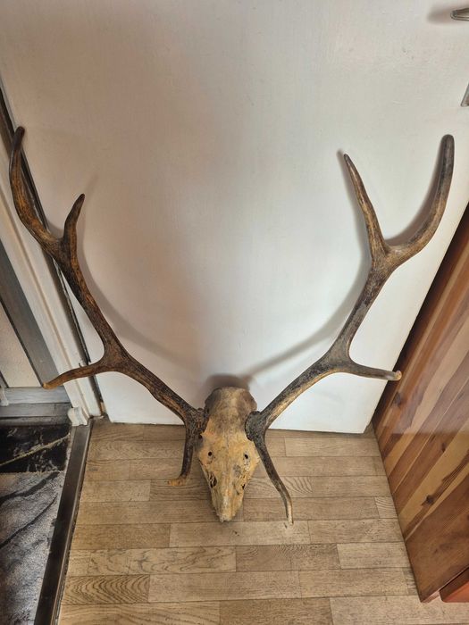 Трофей еленов череп