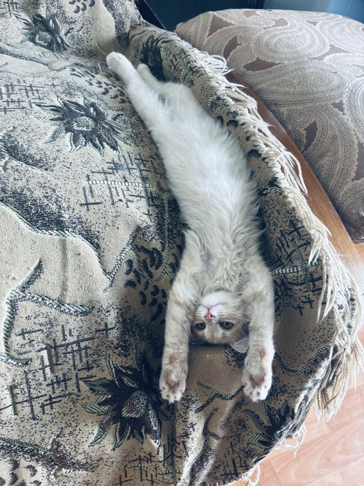 Котенок в добрые руки