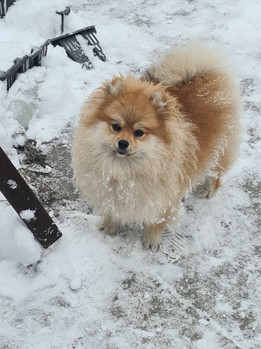 Девочка шпиц 7 месяцев