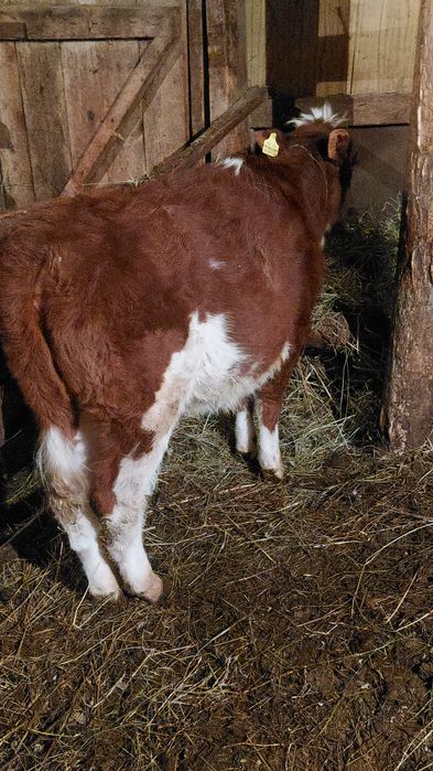 Продам тёлочку 6-месяцев!