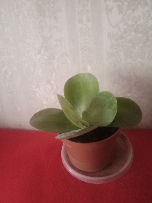 Алоэ . Суккулент .