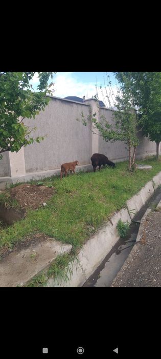 Қозылы қой 130000нан