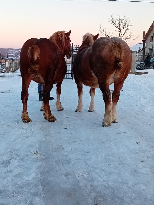 Iapa cu manza de vânzare