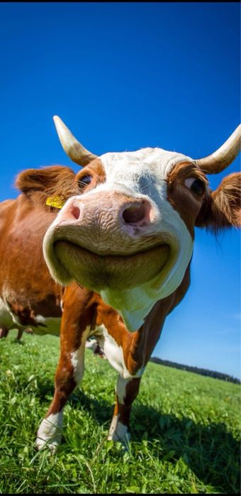 Продам корову стельную и телочку