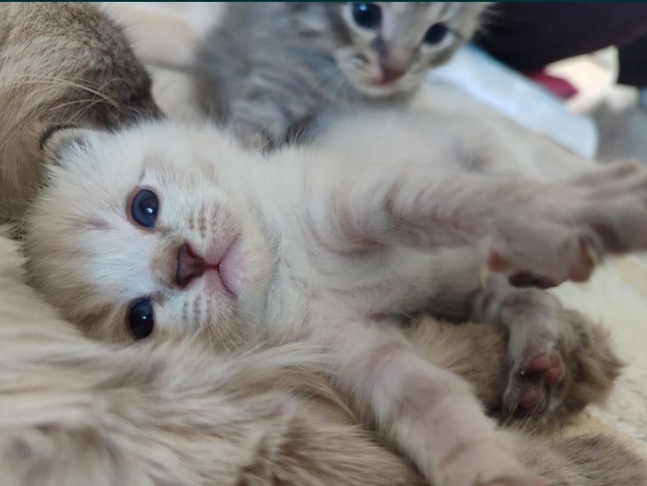 Продается котяты!