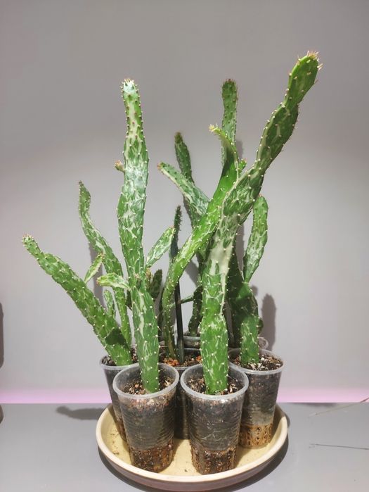 СРОЧНО!!! Продам мраморный кактус