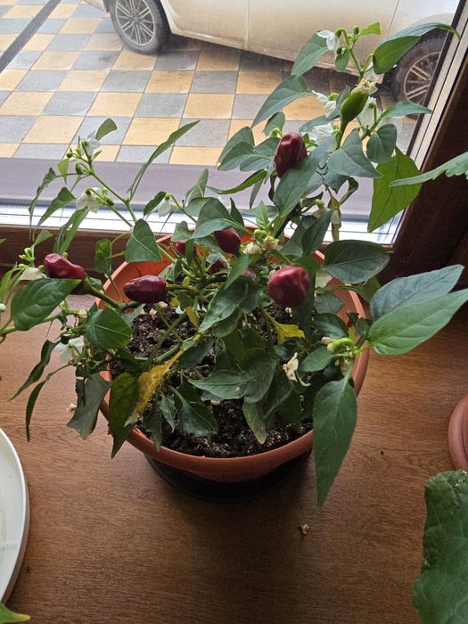 Продам комнатные цветы