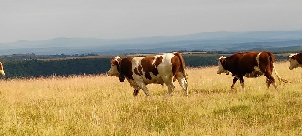 Taur de vanzare bun de monta