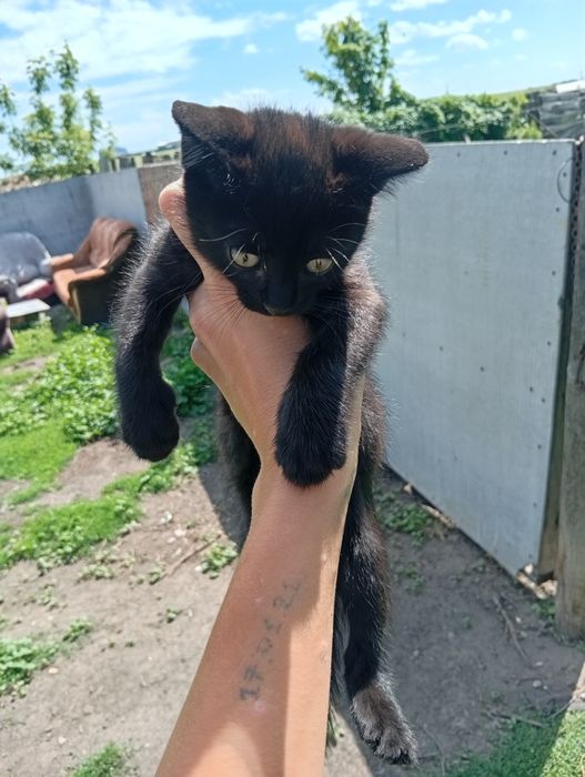 Отдам даром котят