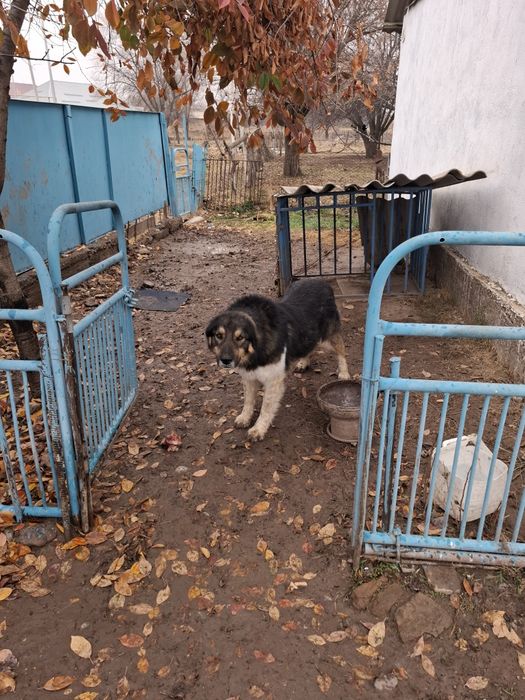 қазақы  төбет,жаксы казак иті
